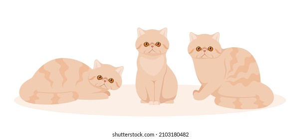 Un conjunto de gatos exóticos en un fondo blanco. Diseño de caricaturas.
