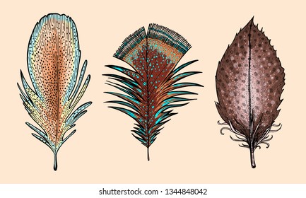 Set of exotic feathers. Vector illustration. A picturesque collection of Boho style elements. Colorful design for tattoo. Symbol of the sky, flight. talisman. Ethnic style, tribal. Postcard or poster.