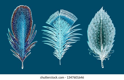 Set of exotic feathers. Vector illustration. A picturesque collection of Boho style elements. Colorful design for tattoo. Symbol of the sky, flight. talisman. Ethnic style, tribal. Postcard or poster.