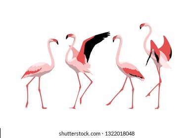 Set of exotic flamingo birds in different poses isolated on white background. Vector illustration