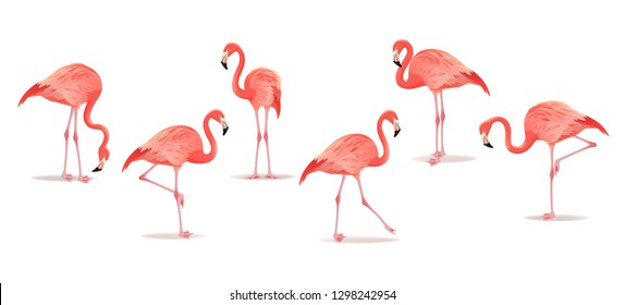 Set of exotic flamingos isolated on white background. Hand drawn watercolor illustration.