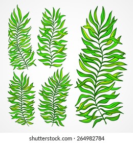 Set of exotic foliage. Vector illustration EPS 10