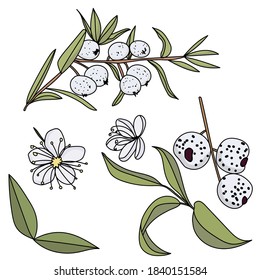Set of exotic fruit Austromirtus dulcis or Midgen Berry, whitish berry with small green leaves, parts of a plant with leaves, flowers and fruits, vector illustration
