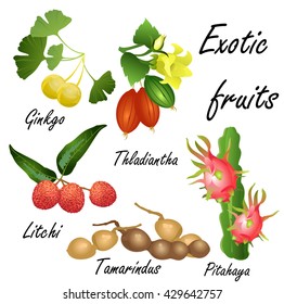 Set of exotic fruits (Ginkgo, Thladiantha, Lychee, Tamarind, Dragon fruit). Hand drawn vector illustration on white background.