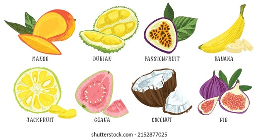 Set of exotic fruits, mango durian passion fruit banana jackfruit guava coconut figs, hand drawn vector illustration