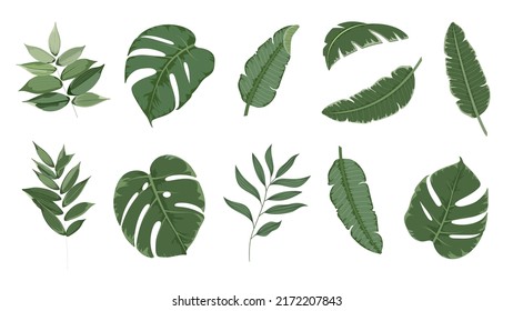 Set of exotic green leaves of plants and palm trees. Tropical herb collection vector drawing