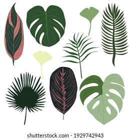 Set Of Exotic Green And Pink Leaves Of Plants And Palm Trees 