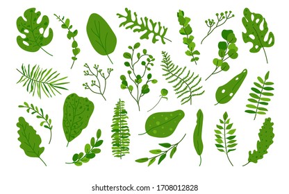 Conjunto de hojas tropicales verdes exóticas. Diversos elementos botánicos florales de la selva abstracta dibujados a mano hojas de palma, monstera para composición decorativa o tarjeta de invitación Aislados en ilustración vectorial blanca