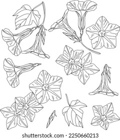 Set of exotic leaves and flowers, botanical illustration	