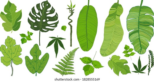Set of exotic leaves in vector: palm trees, bamboo branch, banana and marijuana leaves, eucalyptus, other for any design