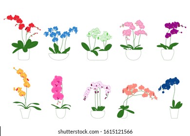 Set of exotic orchids in pots. Asian decorative elements collection of orchids for your interior design. Collection of different types of orchids in pots on a white background.
