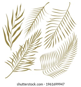 Un conjunto de hojas de palmera exóticas.Imagen vectorial. Plantas tropicales
