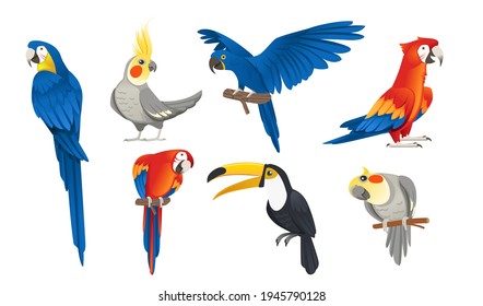 Set of exotic parrot birds cartoon animal design tropical fauna vector illustration on white background