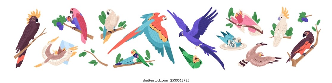 Conjunto de loros exóticos. Diferentes pájaros tropicales vuelan, se sientan en las ramas. Fauna emplumada de la selva: lindos periquitos, grandes guacamayos, cacatúa, periquitos, pinzones. Ilustraciones vectoriales aisladas planas en blanco