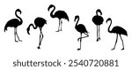 Set of Exotic pink flamingo birds silhouettes. Flamingos standing in different poses. Birds clipart, icons, symbol, logo. Outline monochrome vector illustration isolated on white background.