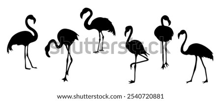 Set of Exotic pink flamingo birds silhouettes. Flamingos standing in different poses. Birds clipart, icons, symbol, logo. Outline monochrome vector illustration isolated on white background.