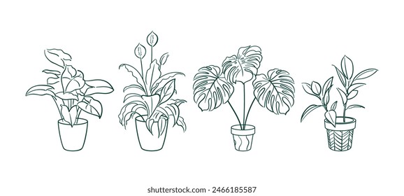 Coloca la planta exótica en una olla. Ficus, Syngonium, Monstera, Spathiphyllum. Floricultura casera, plantas caseras, hobby. Ilustraciones de contorno botánico en estilo dibujado a mano. Antiguas. pegatinas, Elementos de diseño.