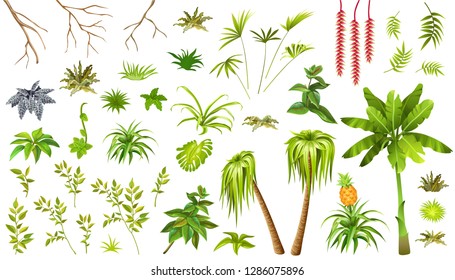 Set exotic plants jungle. Leafs palm and liana. Isolated vector illustration on white background.