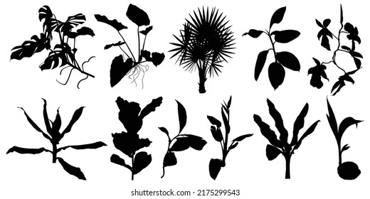 Conjunto de siluetas de plantas exóticas. Afiche de verano negro. Colección de elementos de reserva de recortes para fiestas en la playa con flores tropicales exóticas.