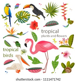 Set of exotic plants. Tropical birds and flowers. Vector floral image of a sheet of monstera and palm trees. Flamingo, parrot and toucan and colibri