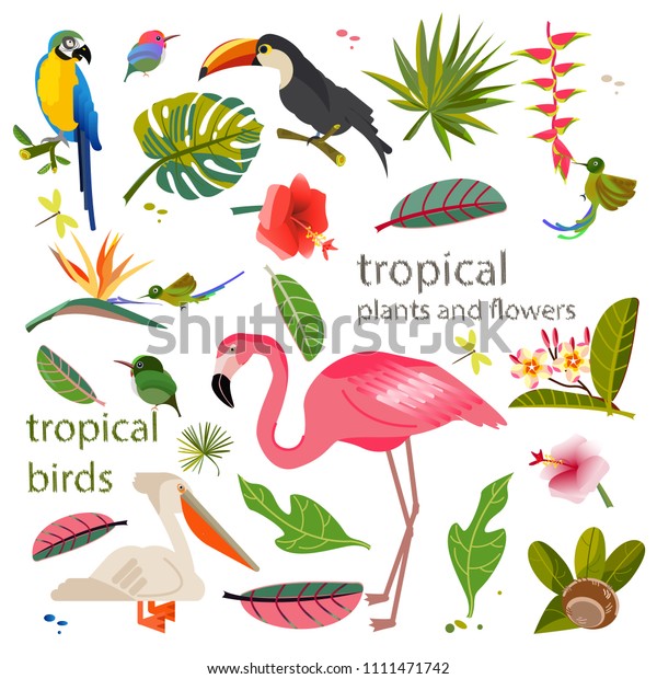 Set of exotic plants. Tropical birds and\
flowers. Vector floral image of a sheet of monstera and palm trees.\
Flamingo, parrot and toucan and\
colibri