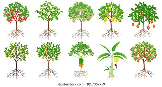 Set of exotic trees with fruits on a white background.