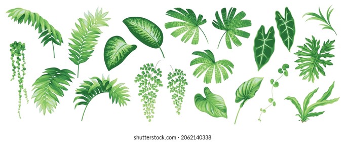 Set with exotic tropical leaves and branches. Vector elements isolated on a white background. Botanical illustration in realistic style for decor.