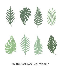 Set of exotic tropical leaves Fern, palm, monstera