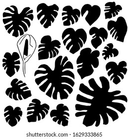 Set of exotic tropical leaves isolated. Monstera leaf line art. Doodle style. Minimalism. Modern decor. Vector.