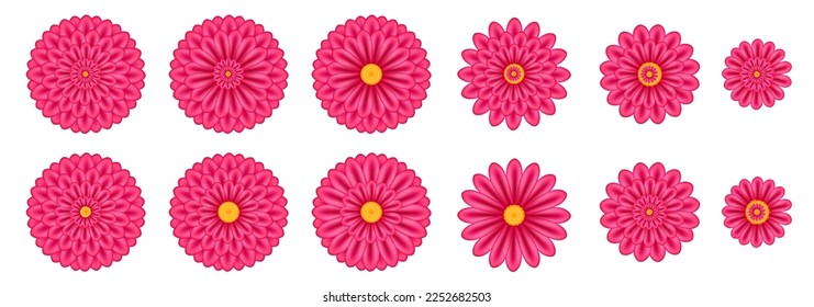 Set of exotic tropical pink flowers. Zinnia, Chrysanthemum or Dahlia flowers. Fuchsia pink shades