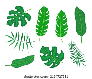 A set of exotic vector tropical leaves. Isolated on a white background. Monstera, palm leaves, banana leaves.