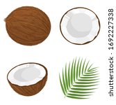 Set of exotic whole, half, cut slice coconut fruits and leaves isolated on white background. Summer fruits for healthy lifestyle. Organic fruit. Cartoon style. Vector illustration for any design.