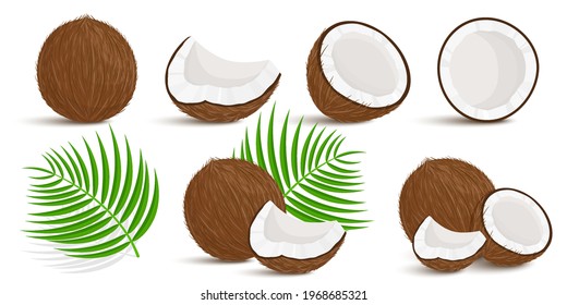 Conjunto exótico entero, a medias, trozos cortados de coco y hojas de palma aisladas en fondo blanco. Frutos de verano para un estilo de vida saludable. Frutas orgánicas. Estilo de caricatura. Ilustración del vector