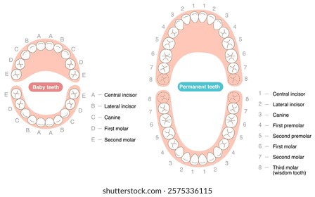 A set explaining the dental arches of permanent and baby teeth, along with their respective names.