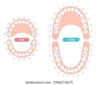 A set explaining the dental arches of permanent and baby teeth, along with their respective names.[Translate]permanent teeth,Baby teeth