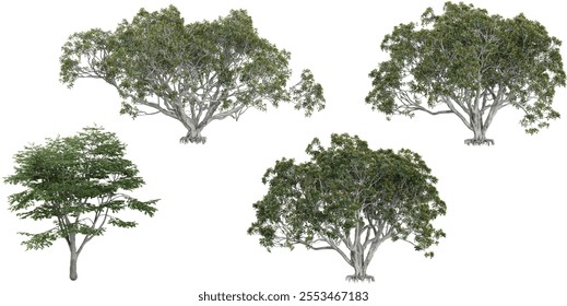 Set of Fagus,Ficus trees isolated on white background