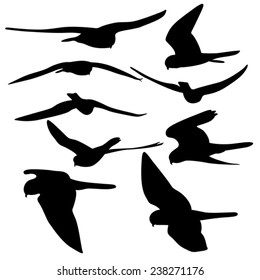 set of falcon silhouette, isolated