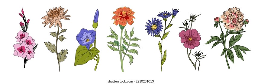 Set of fall garden flowers isolated on white background. Gorgeous autumn floral plants of aster, chrysanthemum, peony, petunia, cosmos, marigold. Colorful flat vector illustration with outline drawing