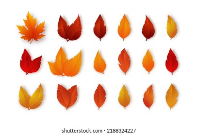 Set of fall leaves. Autumn foliage isolated on white background. Vector illustration