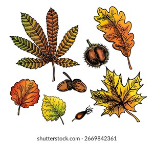Set of fall leaves. Hand drawn vector color sketch. Forest design elements. Hello Autumn! For seasonal advertisement, prints, posters, invitations 