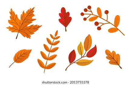 Set mit Herbstblättern einzeln auf weißem Hintergrund. Kann für die Dekoration von saisonalen Urlaubskarten verwendet werden.
