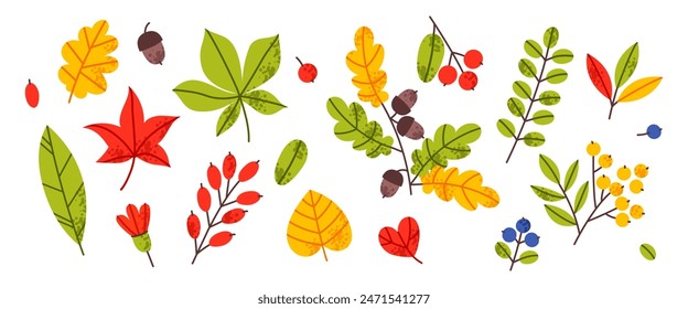 Set of fall leaves isolated on a white background