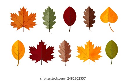 Un conjunto de hojas de otoño. Ilustración vectorial aislada