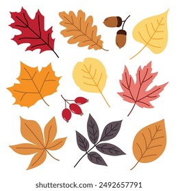 Set of fall vector leaves in yellow, orange, red, brown, pink and purple colors. Autumn design element