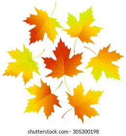 Set fall vector leaves for your design EPS 10
