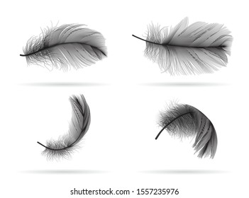 set of falling black bird feather on white background  vector
