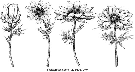 Set Far East Amur adonis (Adonis ramosa) flowers. Hand drawn spring flowers. Monochrome vector botanical illustrations in sketch, engraving style.