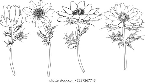 Set Far East Amur adonis (Adonis ramosa) flowers. Hand drawn spring flowers. Monochrome vector botanical illustrations in sketch, engraving style.