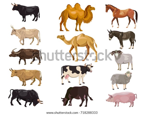 家畜のセット 雄牛 牛 ラクダ 馬 ロバ 羊 豚 白い背景にベクターイラストの分離型 のベクター画像素材 ロイヤリティフリー 713