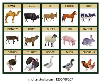 Set of farm animals. Cattle livestock poultry. Vector illustration isolated on white background